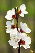 A sprig of apricot blossom in Wachau, Austria (Wachau Marille)