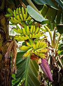 Bananenblüte und junge Bananen auf der Insel Sansibar