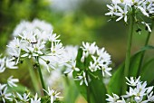 Flowering wild garlic (close-up)