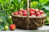 A small wicker basket of freshly harvested strawberries in a garden