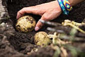 Kartoffelernte (Hand gräbt Kartoffeln aus der Erde)