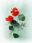 Blüten, Blätter und Samen der Kapuzinerkresse
