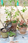 Vintage utensils and plants (lemon verbena, echeveria, basil seedlings) in terracotta pots