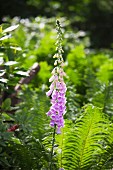 Purple foxglove and ferns in garden