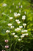 Türkenbund-Lilie mit weissen Blüten