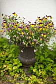 Purple and yellow violas in antique urn-style planter