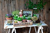 Autumnal arrangement - old wooden crate with antique Jesus figurine and various plants on rustic garden table made from old metal sign and wooden trestles against board wall