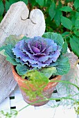 Purple ornamental cabbage in old terracotta pot in garden