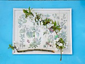 Wildkirschblütenzweige auf Abbildung aus einem altem Pflanzenbestimmungsbuch auf blauem Tisch