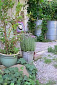 Mediterrane Pflanzen: Lorbeer und Lavendel in Pflanzentöpfen vor gepflasterter Terrasse vor Landhaus