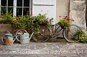 Old bicycle decorated with flowering plants and watering cans on stone flags in front of country house