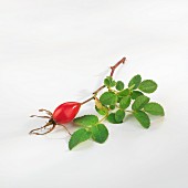 A sprig of rose hips with leaves
