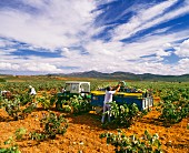Weinlese von Bobal Trauben im Weinberg bei Requena, Provinz Valencia, Spanien