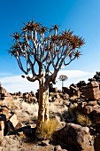 A quiver tree at Giant's Playground near Keetmanshoop, Namibia