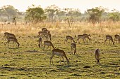 Impalas grasen auf freiem Feld, Bwabwata Nationalpark, Caprivi, Namibia