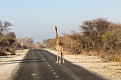 A giraffe on a the road, Etosha National Park, Namibia