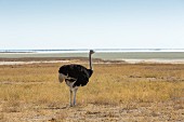 An ostrich in front of the Etosha salt pan, Etosha National Park, Namibia
