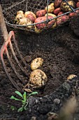 Freshly dug potatoes in garden