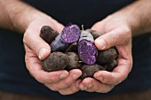 A man holding freshly harvested purple Vitelotte potatoes