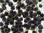 Blackcurrants under water with bubbles