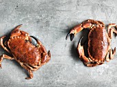 Two edible crabs