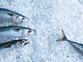 Fresh mackerel on ice