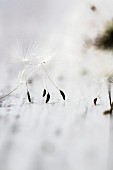 Dandelion seeds