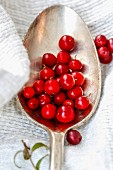 A spoonful of cranberries