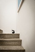 Terrazzo Steintreppe mit aufgemalter, schwarzer Katze an weisser Wand