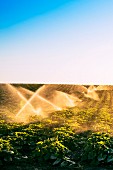 Illuminated sprinklers watering a field of crops