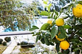 Zitronenbäumchen mit Früchten vor Edelstahlgeländer; Blick auf verschneiten Garten mit Pool im Hintergrund