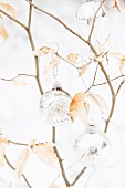 Silver, glass Christmas baubles hanging on birch twig with dry leaves