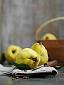 Quinces with leaves on a linen cloth with a knife