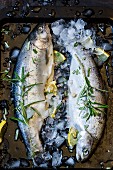 Two fresh trout with rosemary, lemons and ice