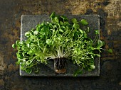 Fresh cress and roots on a piece of natural stone