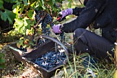 Grapes being picked in an autumnal vineyard