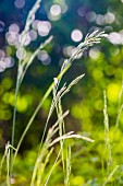 Blades of grass in garden (close-up)