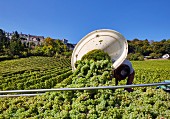 Arbeiter kippt Trauben aus einer Butte in Anhänger (Weinberg von Joseph Mellot unter dem Hügel der Stadt Sancerre (Cher, Frankreich)