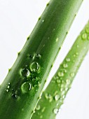Aloe Vera, Triebe mit Wassertropfen