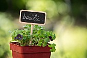 A basil plant in a plastic pot with a sign