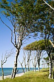 Windswept trees on the Baltic Sea beach near Darss