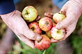 Hände halten vom Baum gefallene Bauernäpfel