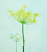 Fennel flower