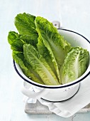 Cos lettuce leaves in an enamel colander