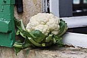 A cauliflower on a windowsill