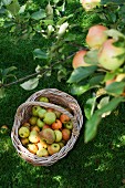 A basket of freshly picked apples under an apple tree in a field