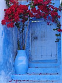 Blühende Bougainvillea vor dem Eingangstor eines blauen Hauses in Chefchaouen, Marokko