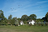 Zugvögel über der Vorpommerschen Boddenlandschaft, im Hintergrund Reetdachhäuser