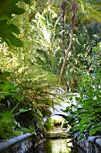 Narrow channel with stone side leading to briidge in tropical garden