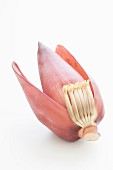 A banana flower on a white surface